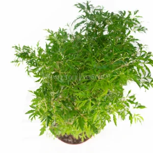 Ming Aralia Live Plant – 6 inch Potted – Indoor Foliage Houseplant - Image 2