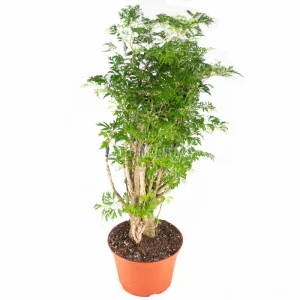 Ming Aralia Live Plant – 6 inch Potted – Indoor Foliage Houseplant - Image 1