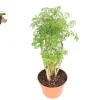 Ming Aralia Live Plant – 8-inch Potted Indoor Shrub – Easy Care Foliage - Image 1