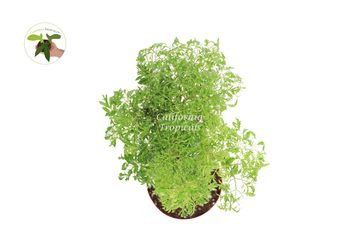 Ming Aralia Live Plant – 8-inch Potted Indoor Shrub – Easy Care Foliage - Image 2