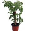 Ming Aralia Pre-Bonsai Tree - Polyscias fruticosa Live Plant - Indoor - 4" Pot - Image 1