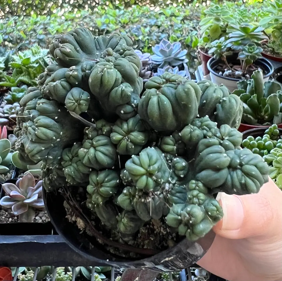 Ming Thing Cactus - Cereus Forbesii Monstrose Live Plant - 2.5, 3.5, 6 inch pot - Image 10