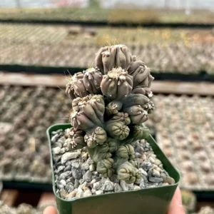 Ming Thing Cactus - Cereus Forbesii Monstrose Live Plant - 2.5, 3.5, 6 inch pot - Image 2