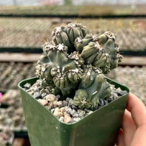 Ming Thing Cactus - Cereus Forbesii Monstrose Live Plant - 2.5, 3.5, 6 inch pot - Image 1