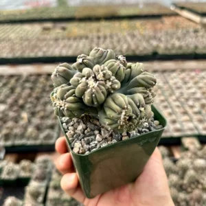 Ming Thing Cactus - Cereus Forbesii Monstrose Live Plant - 2.5, 3.5, 6 inch pot - Image 4