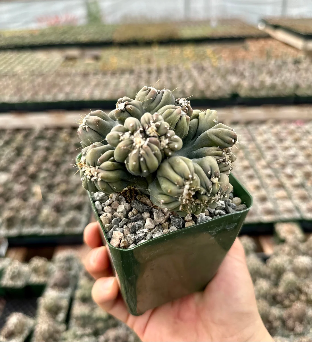 Ming Thing Cactus - Cereus Forbesii Monstrose Live Plant - 2.5, 3.5, 6 inch pot - Image 4