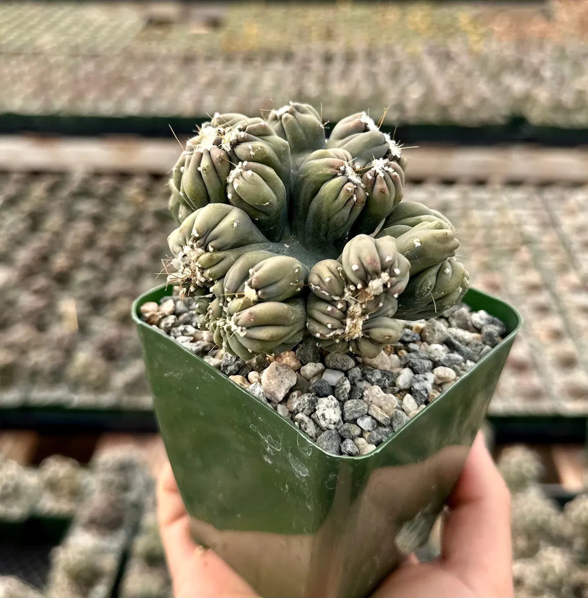 Ming Thing Cactus - Cereus Forbesii Monstrose Live Plant - 2.5, 3.5, 6 inch pot - Image 5