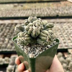 Ming Thing Cactus - Cereus Forbesii Monstrose Live Plant - 2.5, 3.5, 6 inch pot - Image 6