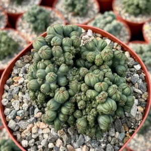 Ming Thing Cactus - Cereus Forbesii Monstrose Live Plant - 2.5, 3.5, 6 inch pot - Image 7