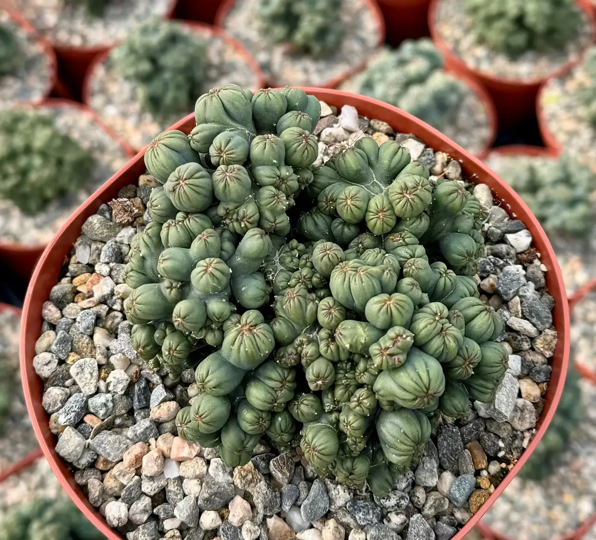 Ming Thing Cactus - Cereus Forbesii Monstrose Live Plant - 2.5, 3.5, 6 inch pot - Image 7