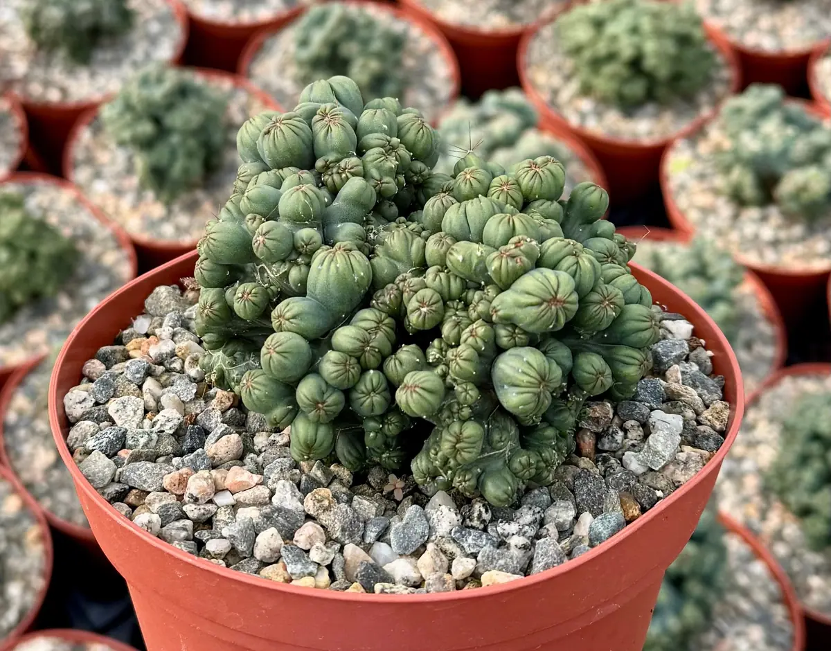 Ming Thing Cactus - Cereus Forbesii Monstrose Live Plant - 2.5, 3.5, 6 inch pot - Image 8