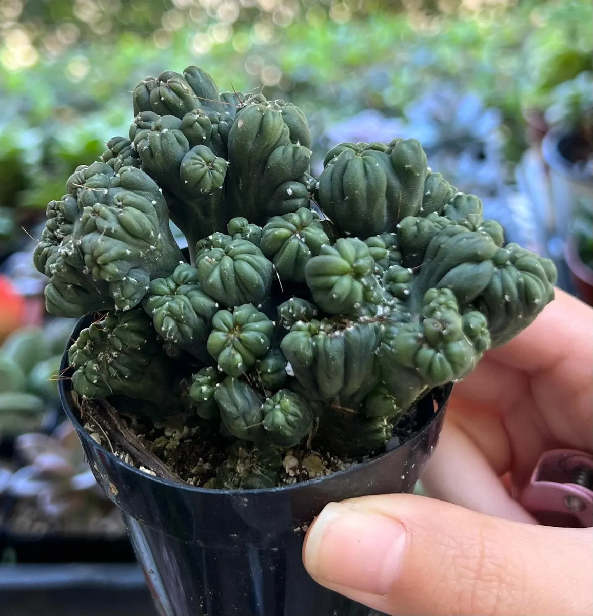 Ming Thing Cactus - Cereus Forbesii Monstrose Live Plant - 2.5, 3.5, 6 inch pot - Image 9