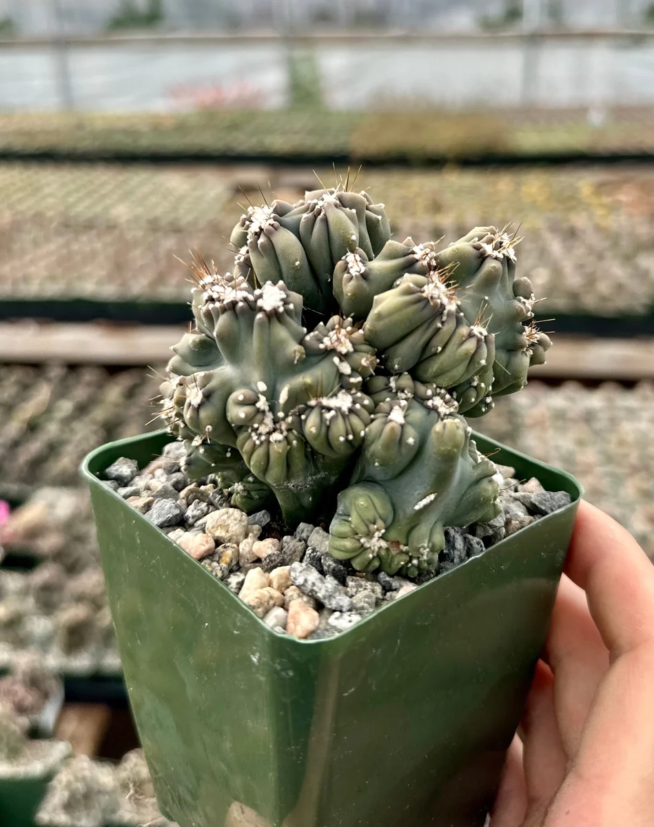 Ming Thing Cactus - Cereus Forbesii Monstrose Live Plant - 2.5, 3.5, 6 inch pot - Image 1