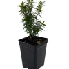 Mini Biblical Myrtle communis 'Minima' Live Plant - 2.5" Pot - Indoor/Outdoor - Image 1
