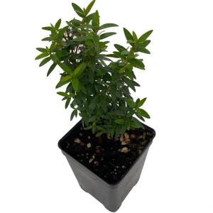 Mini Biblical Myrtle communis 'Minima' Live Plant - 2.5
