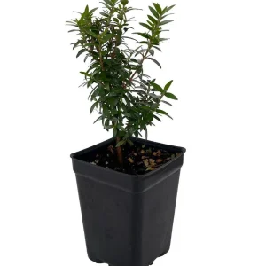 Mini Biblical Myrtle communis 'Minima' Live Plant - 2.5