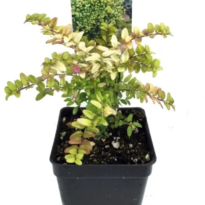 Mini Golden Privet - 2.5" Pot - Fairy Garden Plant or Bonsai - Image 1