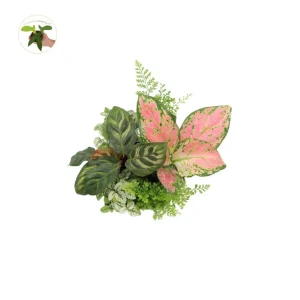 Mini House Plants 6-Pack Assorted Live Plants - Decorative Foliage Starters for Terrariums & Fairy Gardens - Image 1