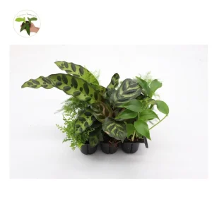 Mini House Plants 6-Pack Assorted Live Plants - Decorative Foliage Starters for Terrariums & Fairy Gardens - Image 4