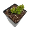 Mini Me Jelly Bean Succulent Plant - Sedum rubrotinctum Live Plant - 2.5" Pot - Image 1
