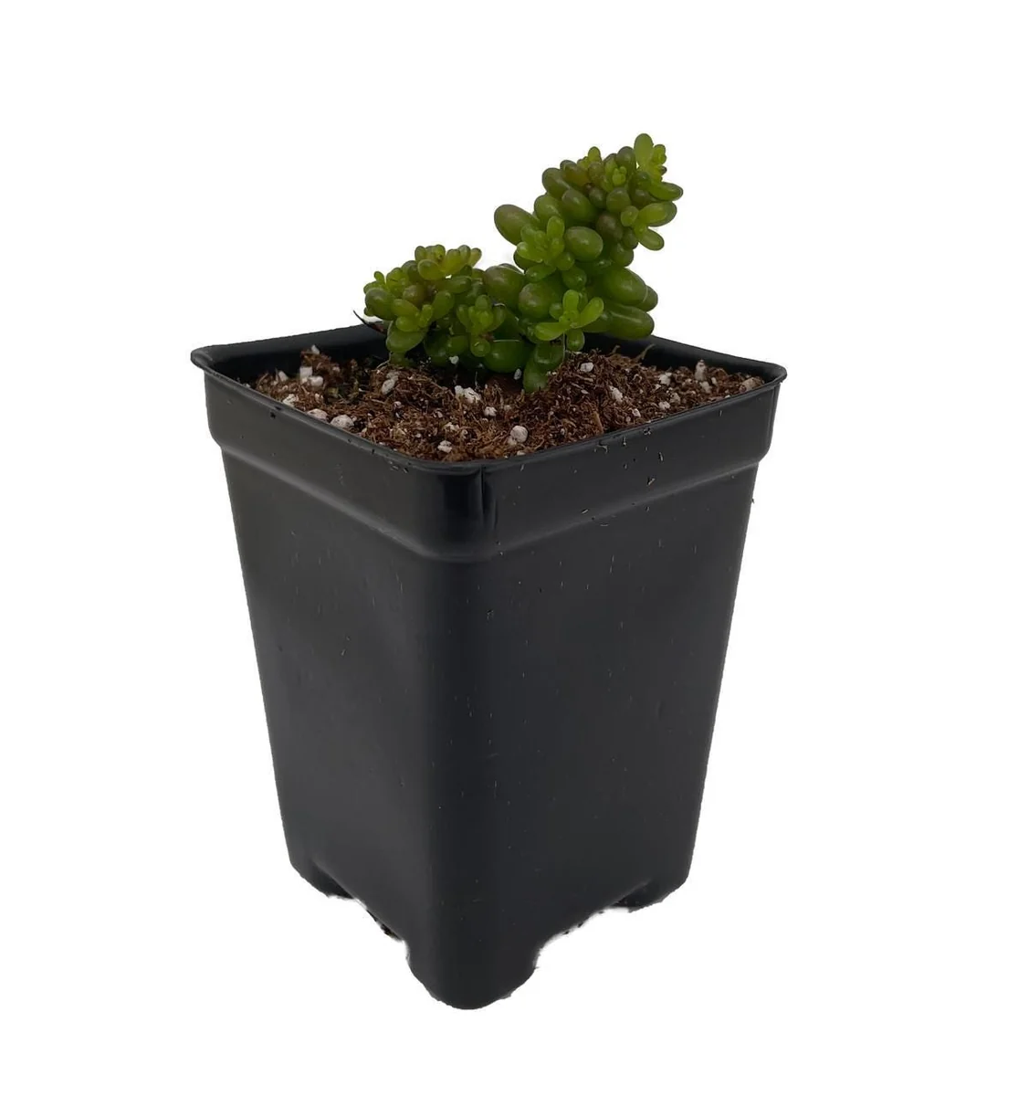 Mini Me Jelly Bean Succulent Plant - Sedum rubrotinctum Live Plant - 2.5" Pot - Image 2