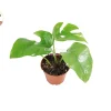 Mini Monstera Live Plant - 3'' Potted Rhaphidophora Tetrasperma Indoor - Image 1