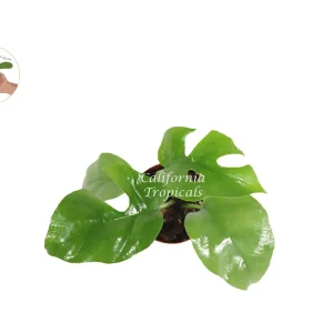 Mini Monstera Live Plant - 3'' Potted Rhaphidophora Tetrasperma Indoor - Image 2