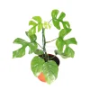 Mini Monstera Live Plant – 8 inch Rhaphidophora Tetrasperma – Indoor - Image 1