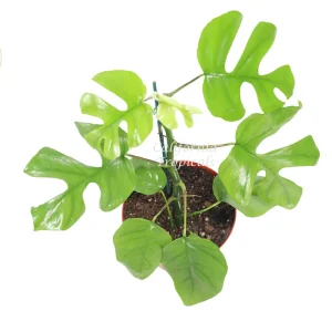 Mini Monstera Live Plant – 8 inch Rhaphidophora Tetrasperma – Indoor - Image 2