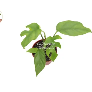 Mini Monstera Live Plant – Rhaphidophora Tetrasperma – 4 inch Pot – Indoor - Image 2