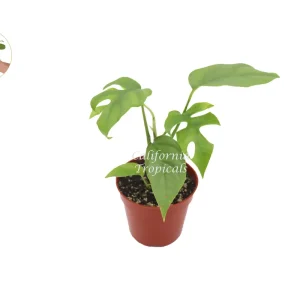 Mini Monstera Live Plant – Rhaphidophora Tetrasperma – 4 inch Pot – Indoor - Image 1