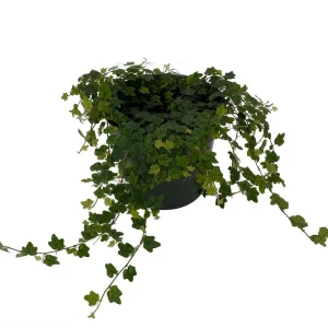 Mini Oakleaf Creeping Fig Live Plant - Ficus pumila 'Quercifolia' - 4 inch Pot - Image 1