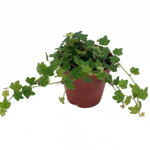 Mini Oakleaf Creeping Fig Live Plant - Ficus quercifolia - 2 inch Pot - Terrarium & Fairy Garden Plant - Image 1