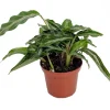 Mini Prayer Plant Calathea Gay Feather - Live Plant - 2.5" Pot - Indoor - Image 1