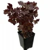 Mini Red Leaf Coleus Live Plant – Potted Houseplant – 2.5" Pot – Indoor - Image 1