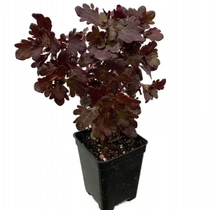 Mini Red Leaf Coleus Live Plant – Potted Houseplant – 2.5