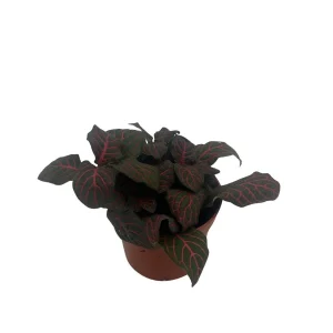 Mini Red Veined Nerve Plant – Fittonia – Live House Plant – 2.5 inch Pot – Indoor - Image 3
