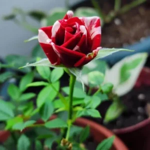 Mini Rose Live Plant - Red Pink Bi-Color Flower, 6