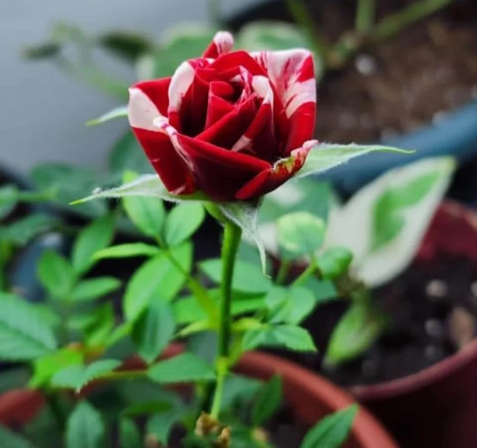 Mini Rose Live Plant - Red Pink Bi-Color Flower, 6" Tall, 3" Pot, Indoor/Outdoor - Image 10