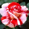 Mini Rose Live Plant - Red Pink Bi-Color Flower, 6" Tall, 3" Pot, Indoor/Outdoor - Image 1