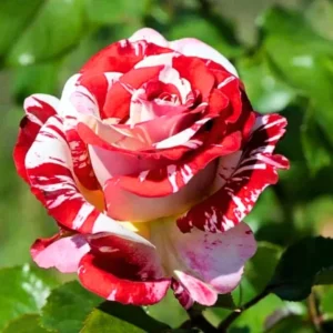 Mini Rose Live Plant - Red Pink Bi-Color Flower, 6" Tall, 3" Pot, Indoor/Outdoor - Image 2