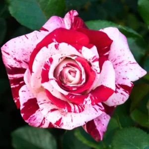 Mini Rose Live Plant - Red Pink Bi-Color Flower, 6