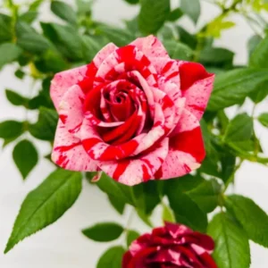 Mini Rose Live Plant - Red Pink Bi-Color Flower, 6