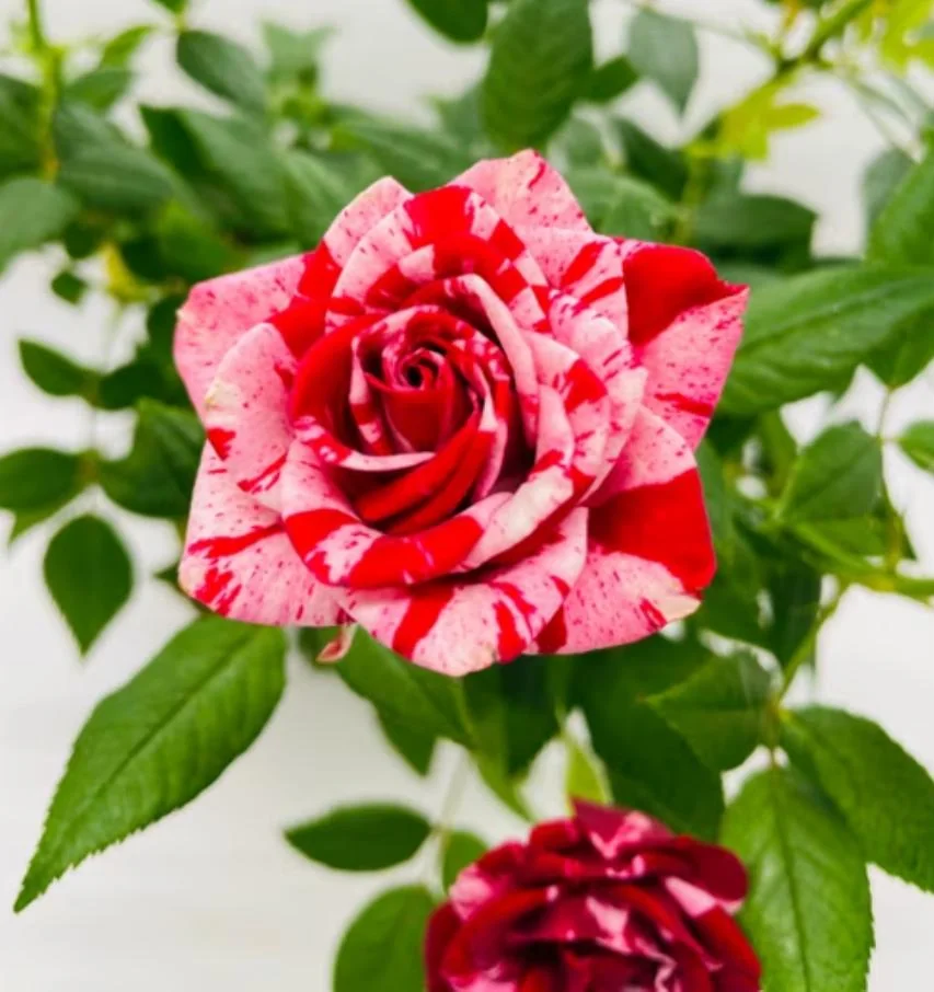 Mini Rose Live Plant - Red Pink Bi-Color Flower, 6" Tall, 3" Pot, Indoor/Outdoor - Image 4