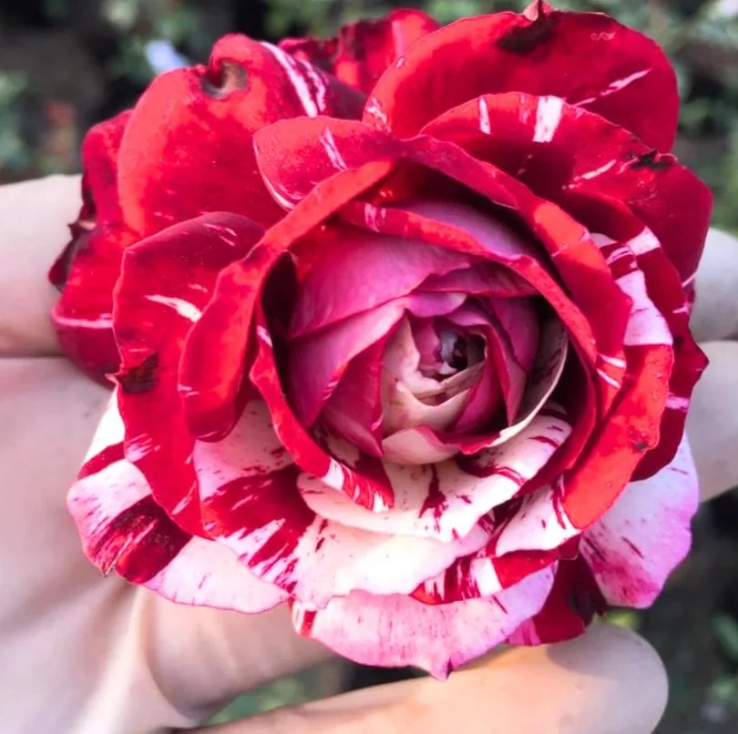 Mini Rose Live Plant - Red Pink Bi-Color Flower, 6" Tall, 3" Pot, Indoor/Outdoor - Image 5