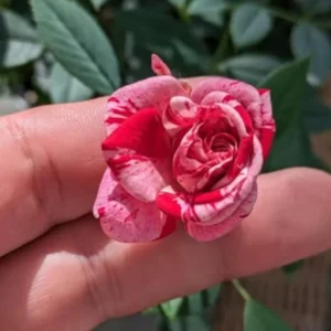 Mini Rose Live Plant - Red Pink Bi-Color Flower, 6