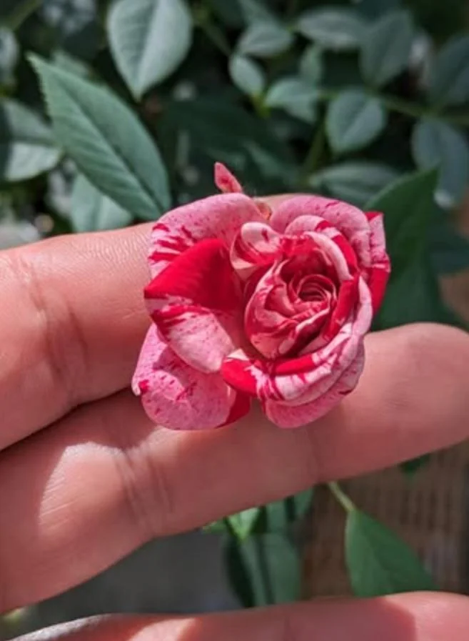 Mini Rose Live Plant - Red Pink Bi-Color Flower, 6" Tall, 3" Pot, Indoor/Outdoor - Image 6