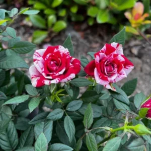 Mini Rose Live Plant - Red Pink Bi-Color Flower, 6