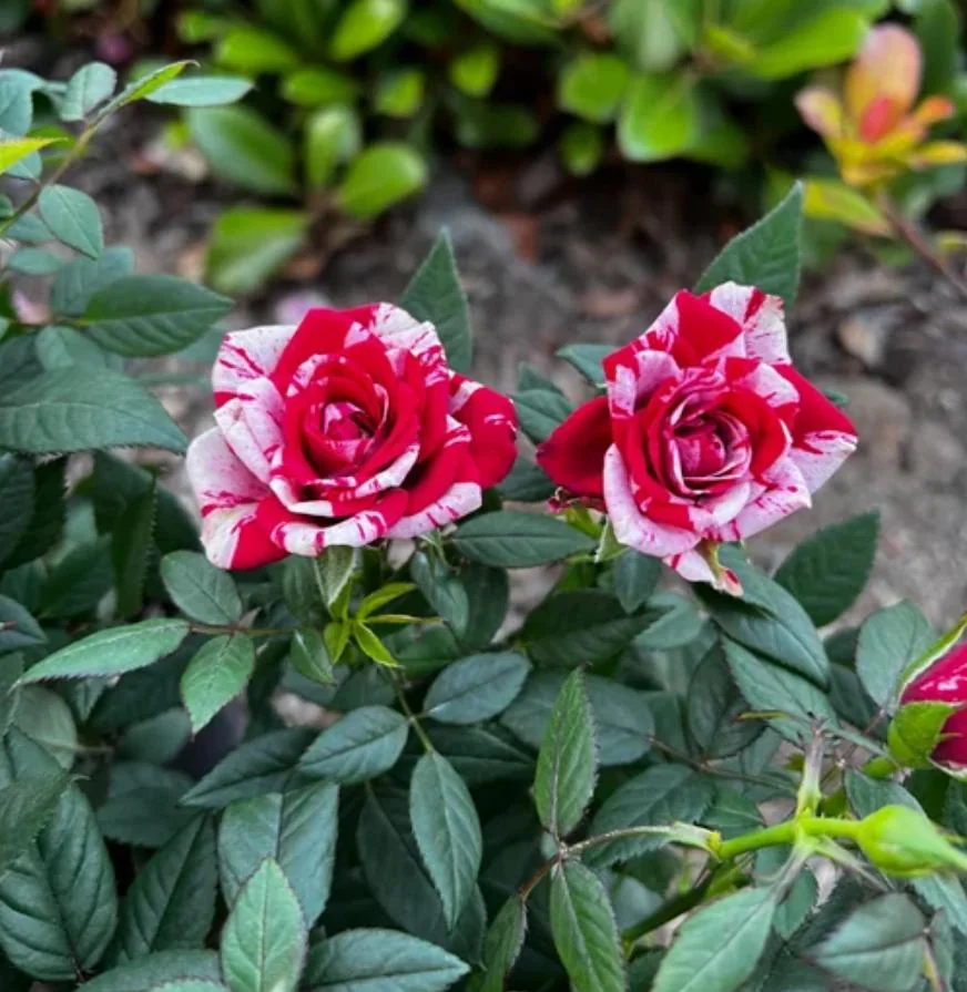 Mini Rose Live Plant - Red Pink Bi-Color Flower, 6" Tall, 3" Pot, Indoor/Outdoor - Image 7