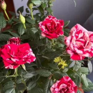 Mini Rose Live Plant - Red Pink Bi-Color Flower, 6